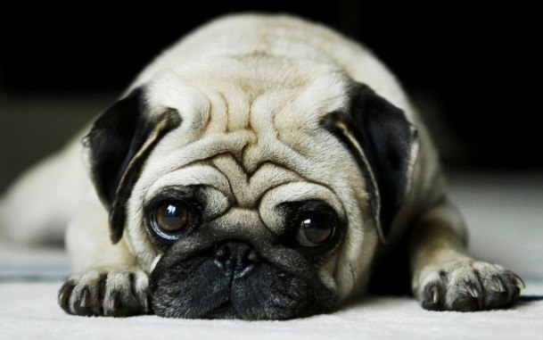 Ирина Луценко | 