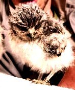 Таисия Борисенко | Киев