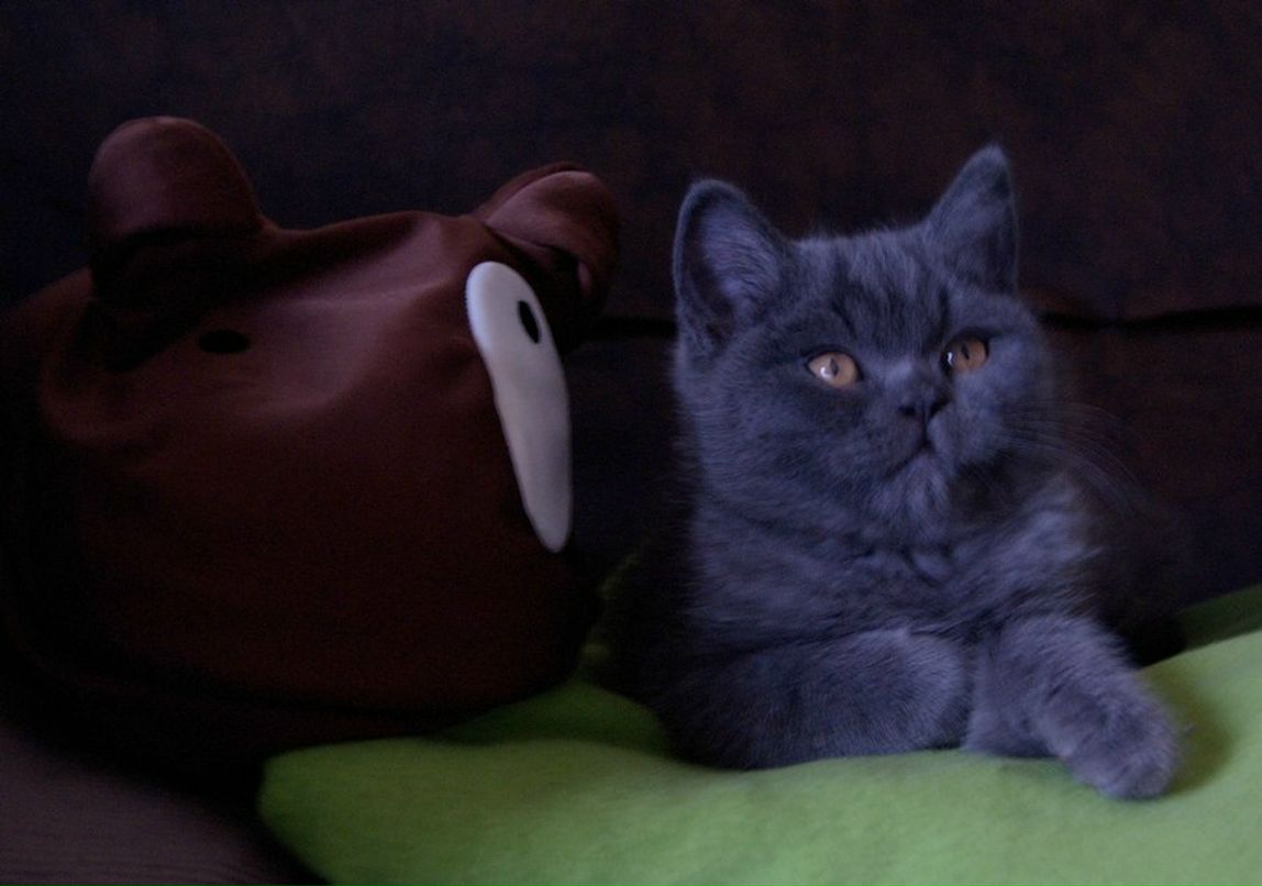 Татьяна Тиэле | Dresden