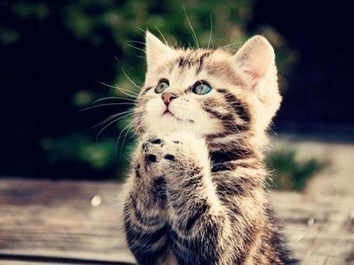 Лариса Кульбида | Черкассы