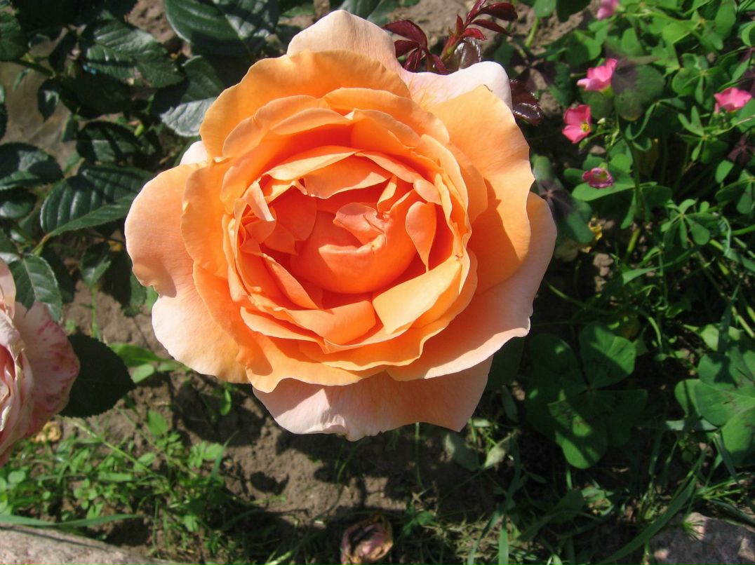 Светлана Макарова | Санкт-Петербург