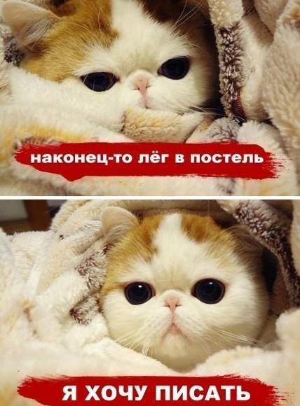 №1, Супер-Котэ Любит-Лотэ, Новосибирск №1, Супер-Котэ Любит-Лотэ, Новосибирск