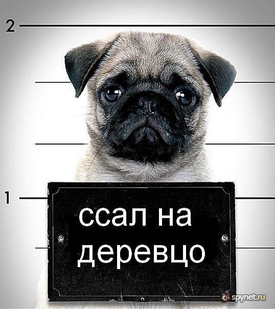 Ярослав Кулаковський PiT_BuLL | Житомир