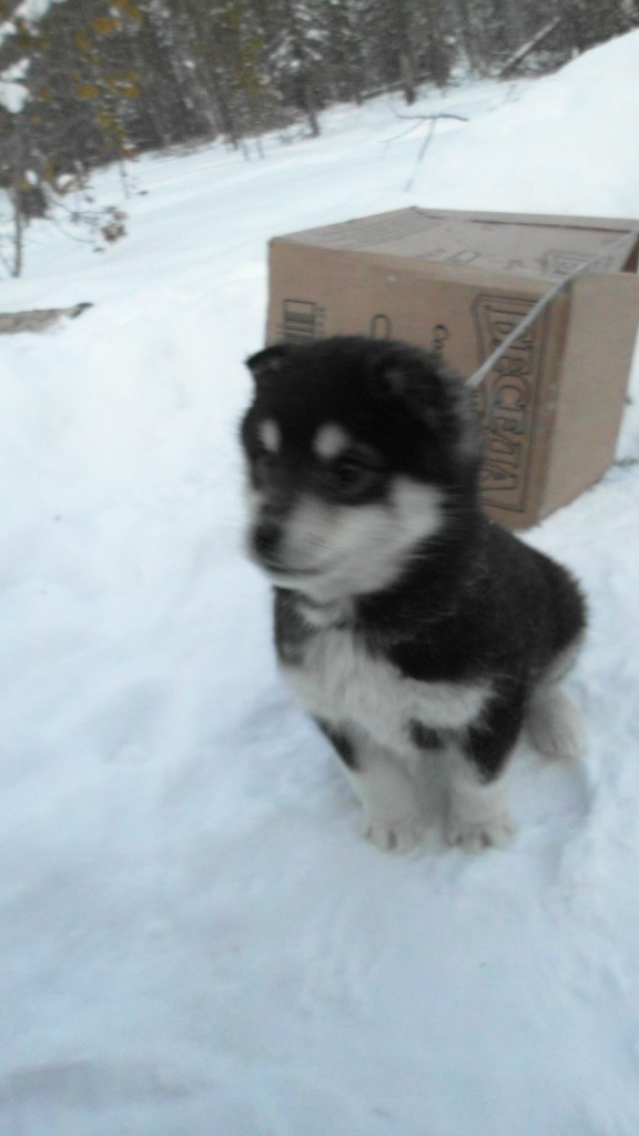 Сирин Кучтый | 