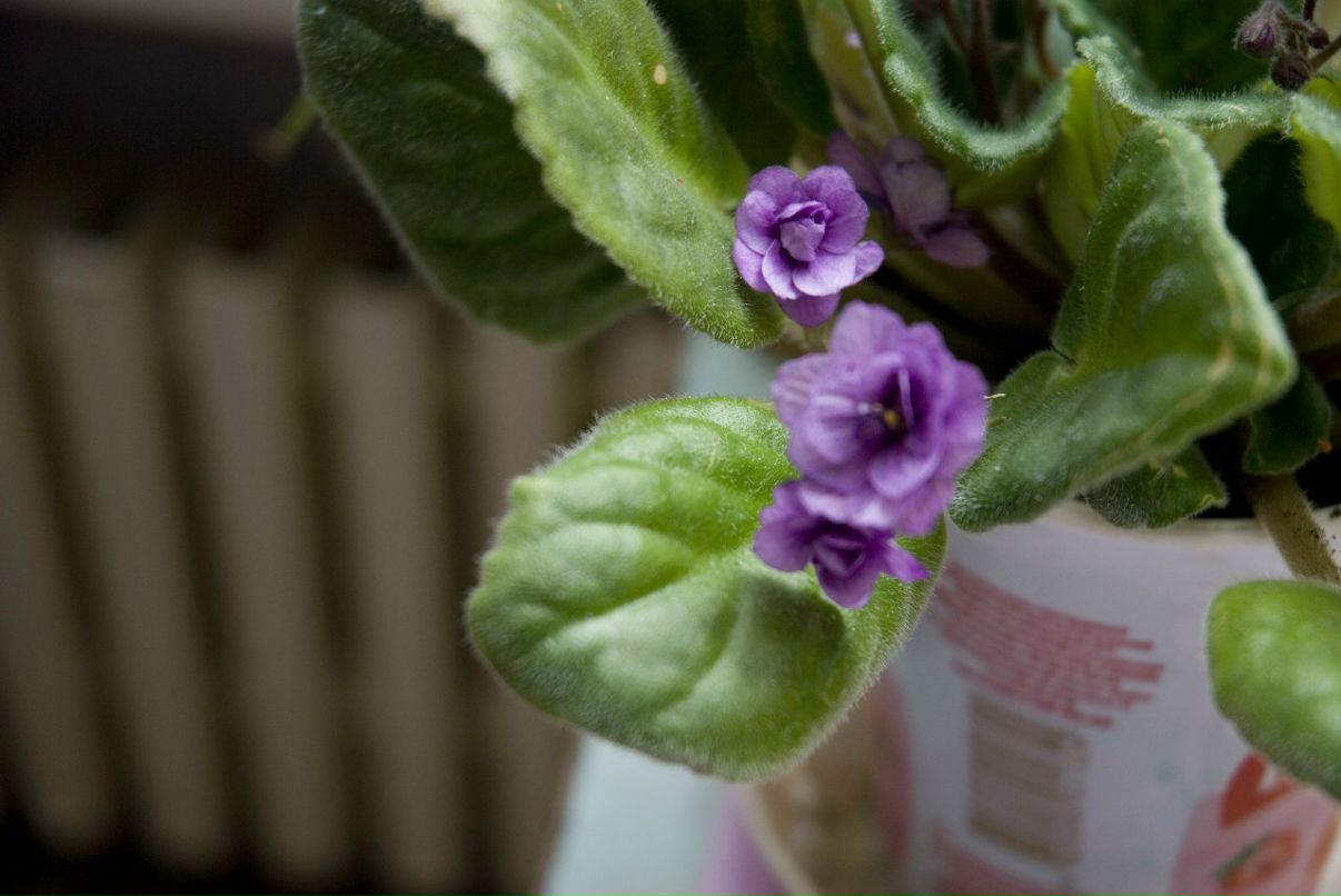 Eugen Baykov Nomad | Запорожье