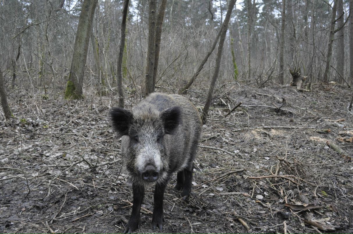 Евгений Толмазан | Калининград