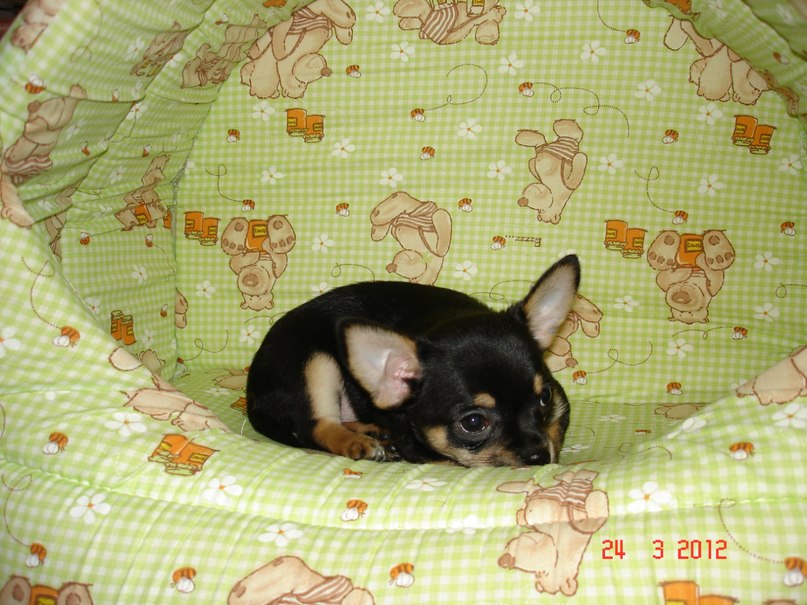 Оксана Маевская | Кингисепп