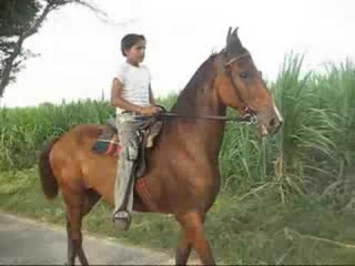 marwari mare