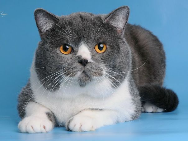 Vijuha Cattery, Украина, Киев