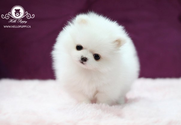 Татьяна Зыкина, Россия, Вологда