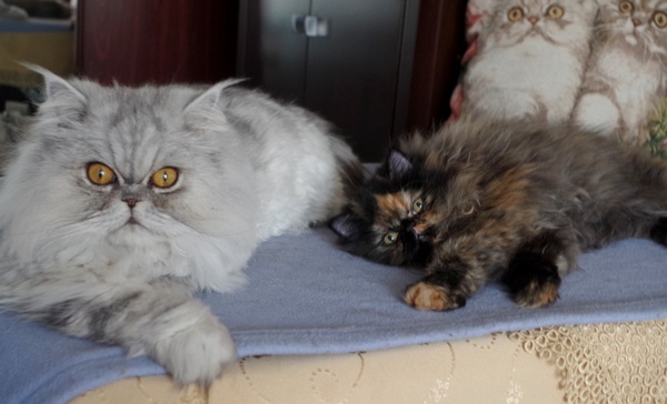 Кошки в нашей жизни. Кошки и все, что с ними связано.