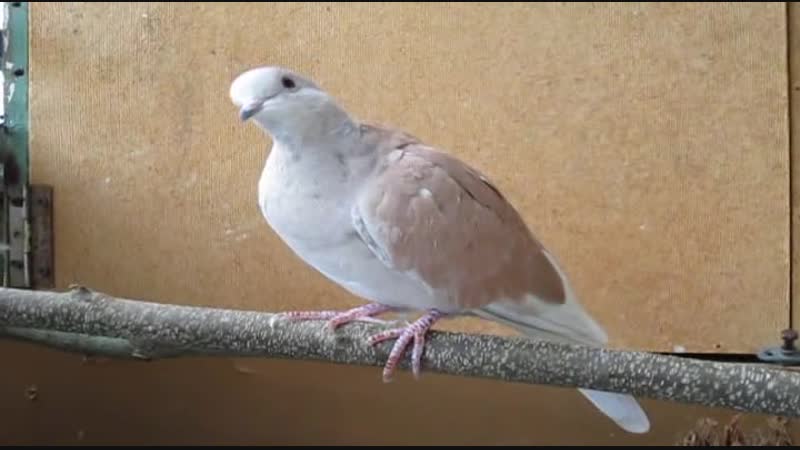 Cipa