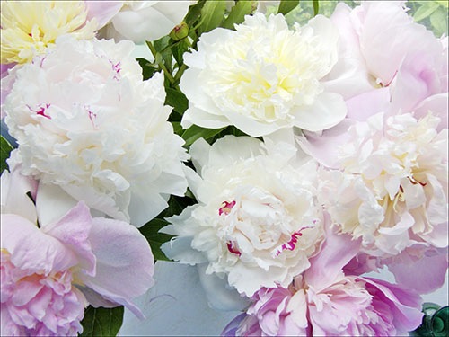 №45, Аліна Курсова, Сумы №45, Аліна Курсова, Сумы