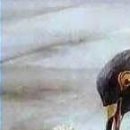 №89, Серый Сид, 32 года, Скадовск №89, Серый Сид, 32 года, Скадовск