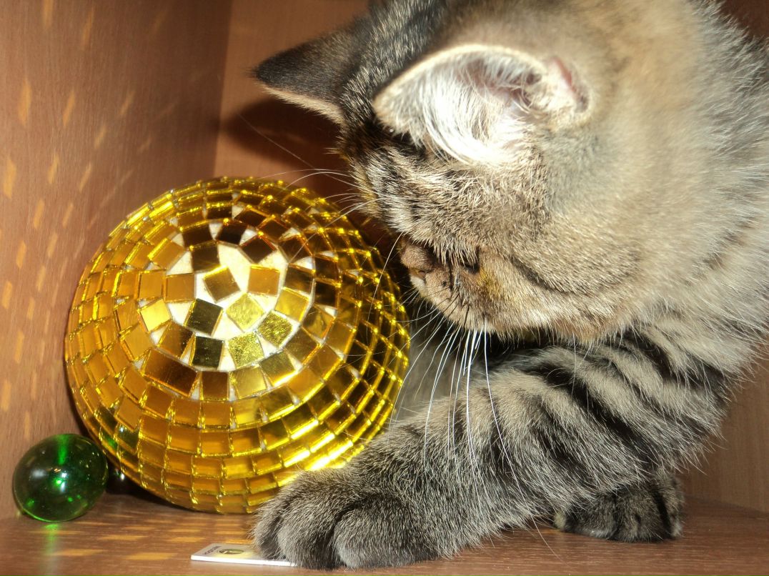 Лена Шахова | Люберцы