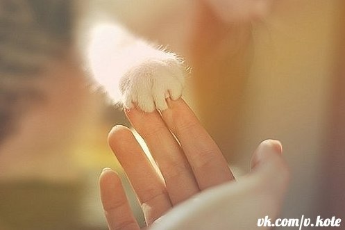 Александра Андросова | 