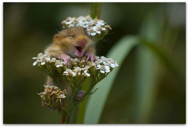 Екатерина Горностай Витальевна | Николаев