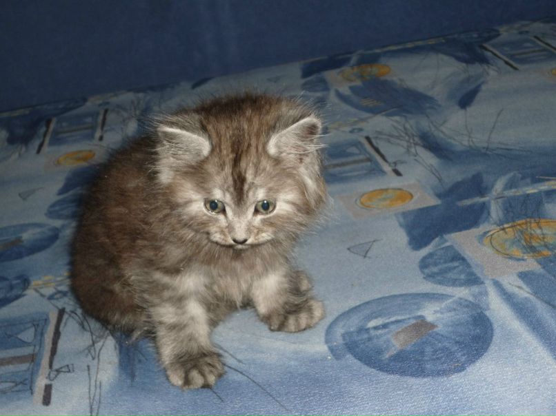 Виталий Лавриненко VL | Киев