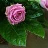 №38, Версалия Соколова, 35 лет №38, Версалия Соколова, 35 лет
