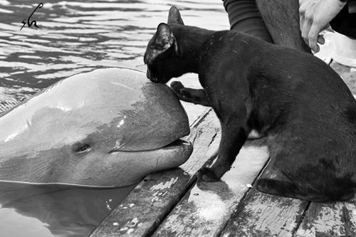 Korney Sprutman Sharktopus | Zomba