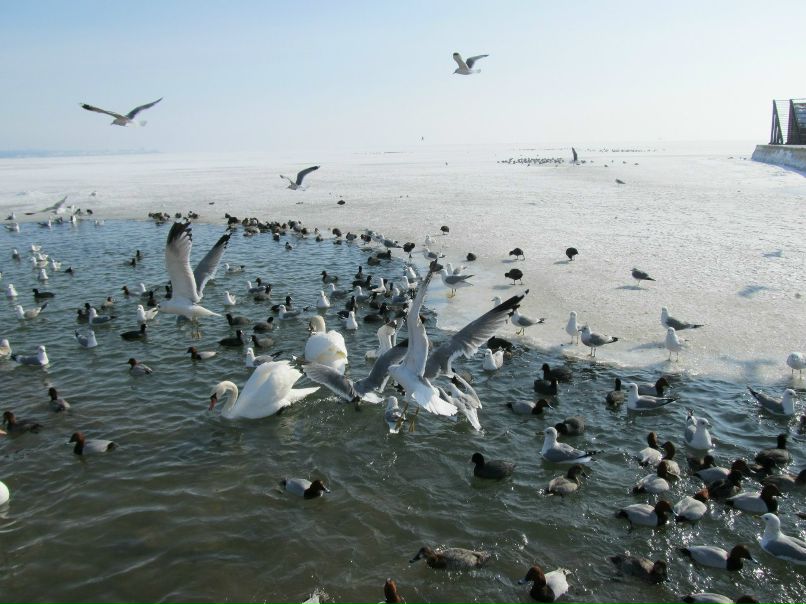 Владимир Коркош васильевич | Мариуполь