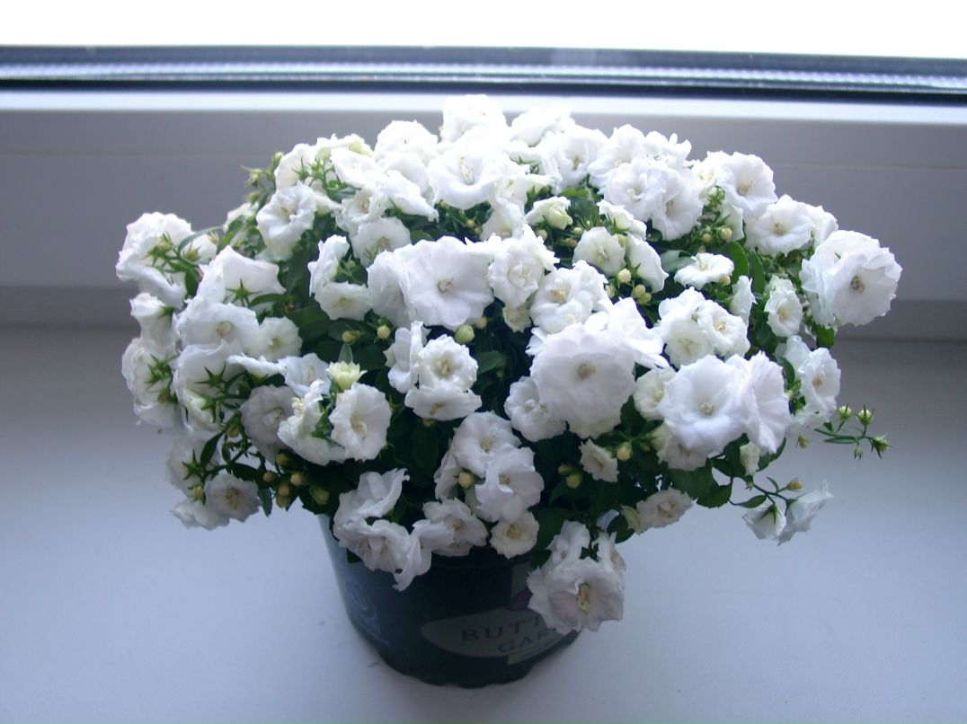 Майя Матвеева | Москва