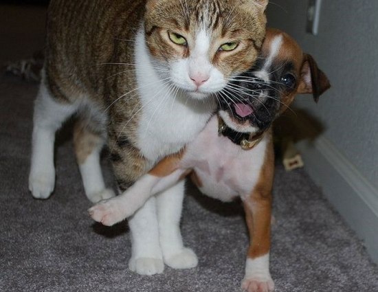 №111, Вадим Белый, Светлогорск №111, Вадим Белый, Светлогорск