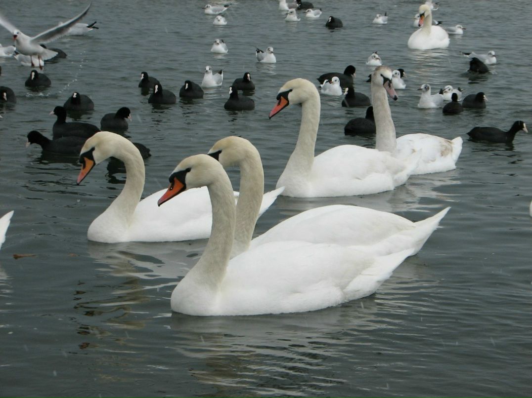 Нина Николаева | Одесса