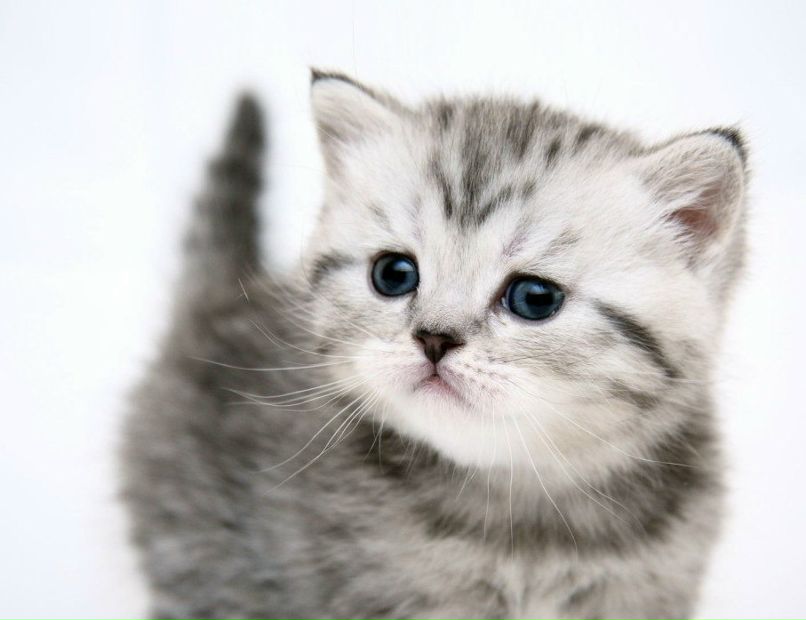 Ксения Кот | 