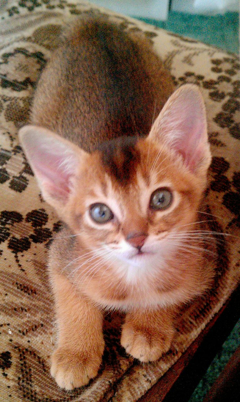 Алина Маслова Lovely | Москва