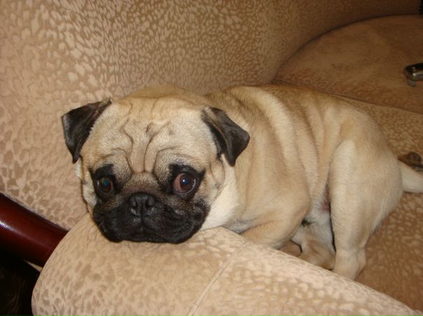 №51, Тёма Афанасьев №51, Тёма Афанасьев