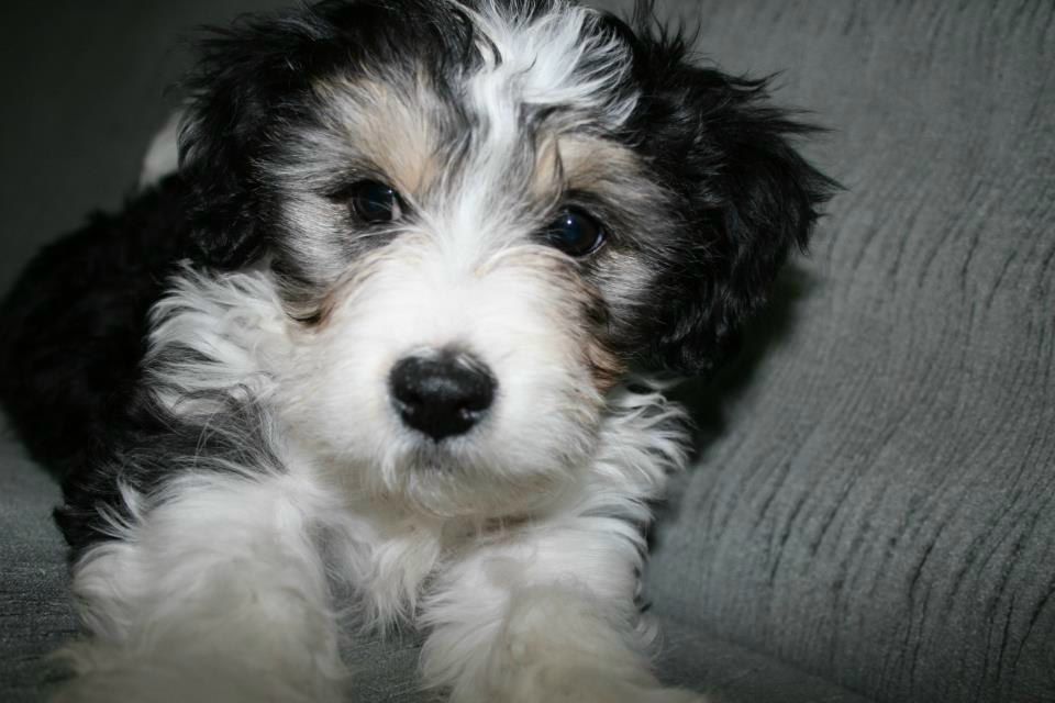 Mstafa Gustaf | İzmir