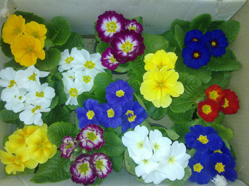 Давид Иванов | Киев