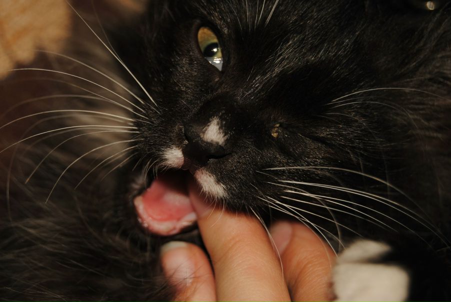 №92, Настя Березюк, Сыктывкар №92, Настя Березюк, Сыктывкар