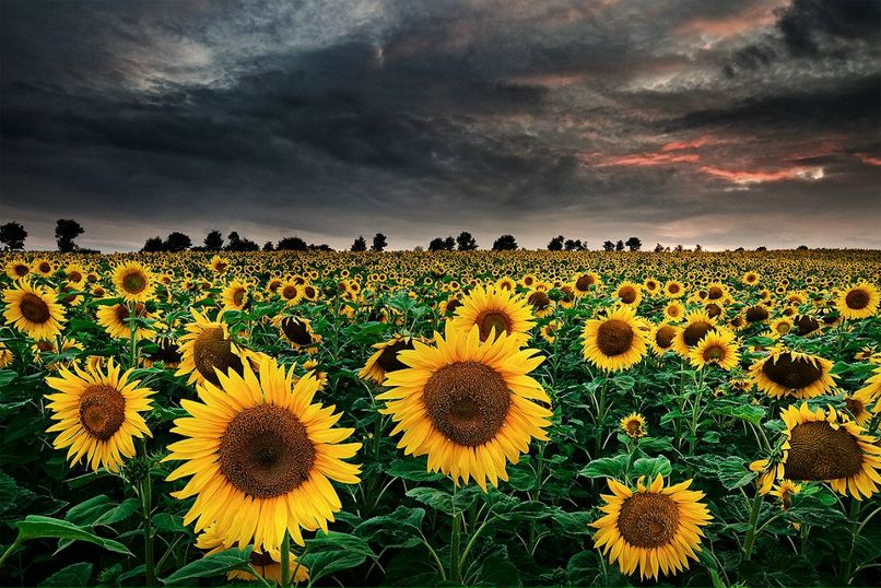 Юрій Тарасюк | Киев