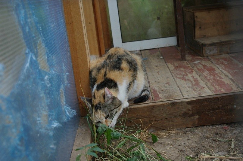 Анна Аносова Александровна | Москва