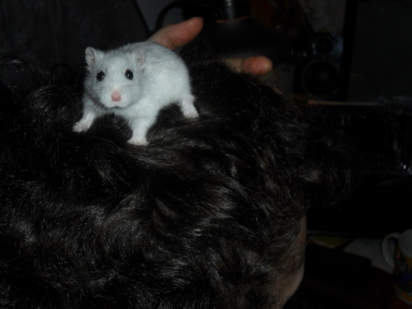 Фатима Семедова | Москва