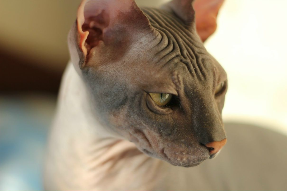 Гоша Чочуа | Санкт-Петербург