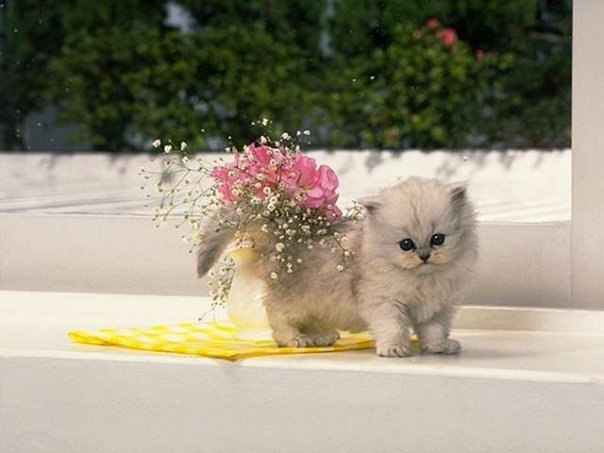 Алсу Гилязова | Казань