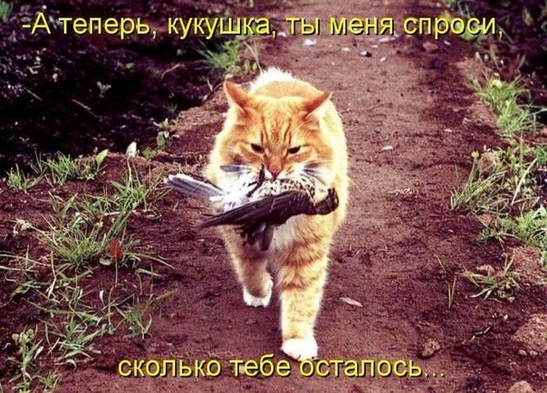 Михаил Финаев Wallcron | Санкт-Петербург