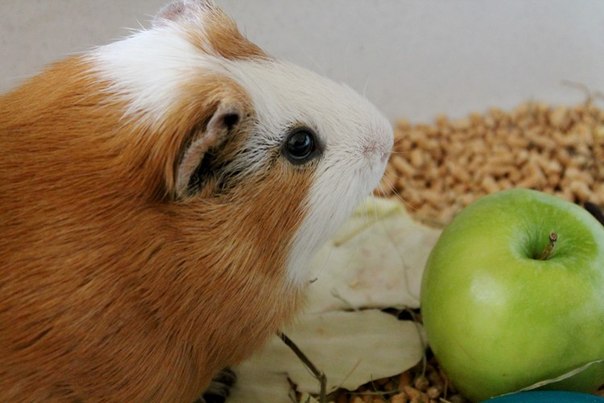 №110, Галечка Ходырева, 29 лет, Петропавловск-Камчатский №110, Галечка Ходырева, 29 лет, Петропавловск-Камчатский