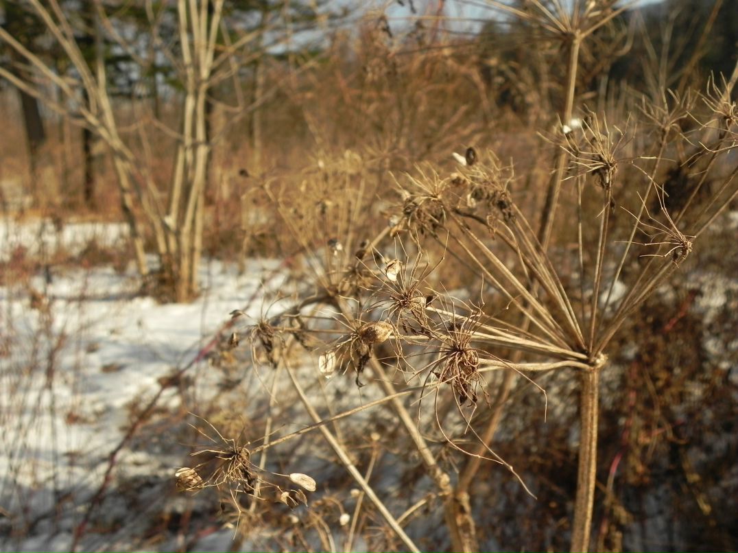 Полина Федоскова Teetotal | Владивосток