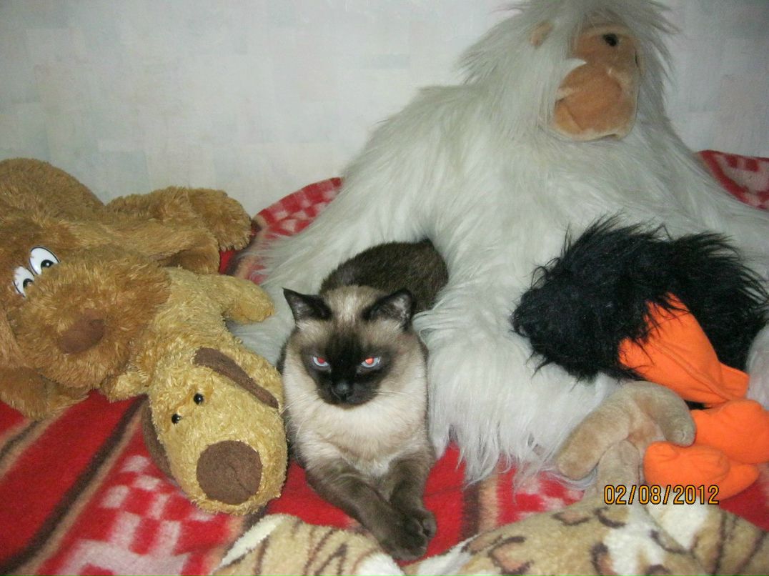 Анна Шевченко | Киев