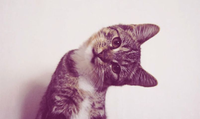 Світлана Дячок | 