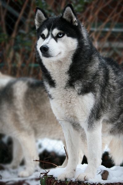 Антон Суслюк | Омск