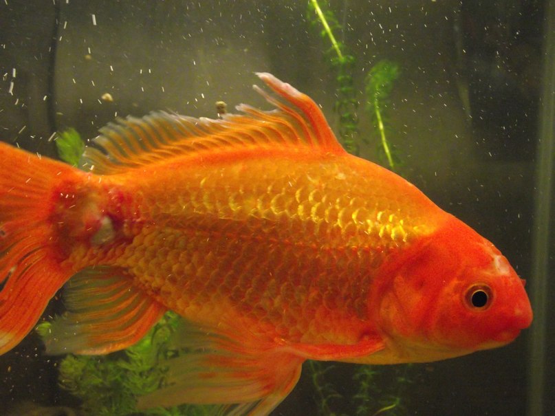 Павел Г | Омск