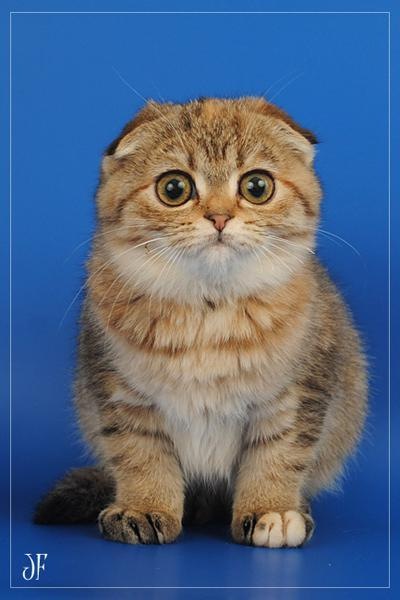 №70, Дарья North, Москва, Россия №70, Дарья North, Москва, Россия