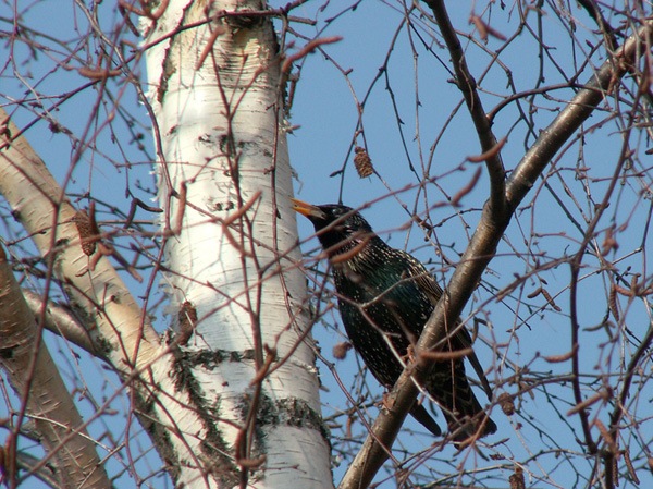 №114, Иван Вениаминович, Снегиревка №114, Иван Вениаминович, Снегиревка