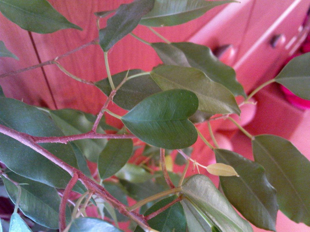 Светлана Климчук | Санкт-Петербург