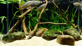 [생태수조] Biotope aquarium for Macropodus ocellatus